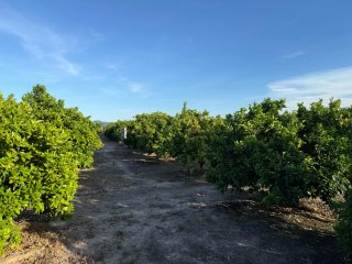 Terreno/Campo de Naranja