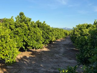Terreno/Campo de Naranja