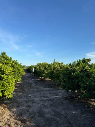 Terreno/Campo de Naranja