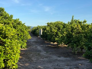 Terreno/Campo de Naranja
