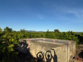 Terreno/Campo de Naranja
