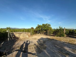Terreno/Campo de Naranja