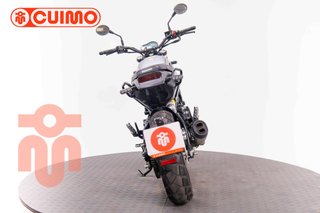 BENELLI LEONCINO 500
