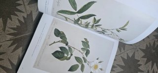 Las Rosas. Colección completa de laminas. Taschen