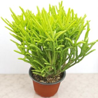 Planta Crasa Colgante