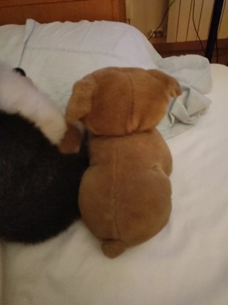 Peluche perro y erizo