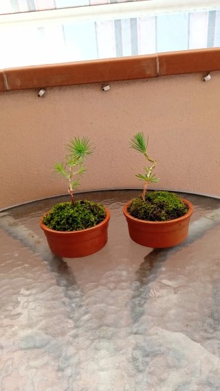 Mini bonsai Pino Pínea