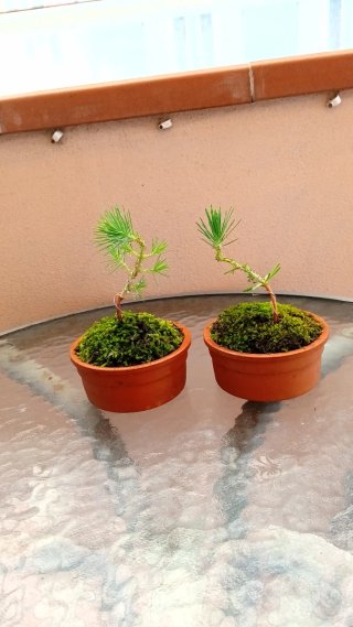 Mini bonsai Pino Pínea