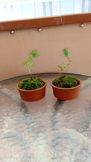 Mini bonsai Pino Pínea