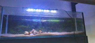 Acuario Betta con divisiones 2x 90€