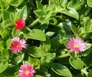 Talee di Aptenia Cordifolia