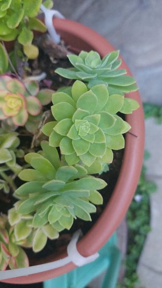 Talea Sedum Palmeri