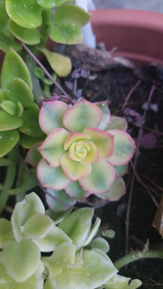 Talea Aeonium Haworthii Kiwi