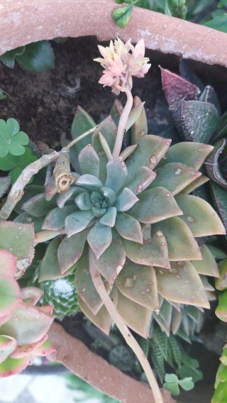 Talea Sedum/Graptopetalum