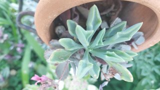 Talea Echeveria runyonii 'Topsy Turvy'