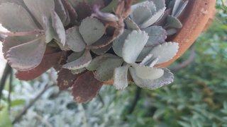 Talea Kalanchoe pumila