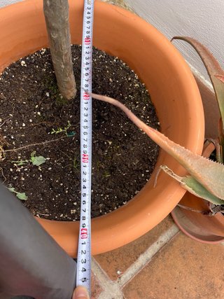 Maceta cerámica grande con planta
