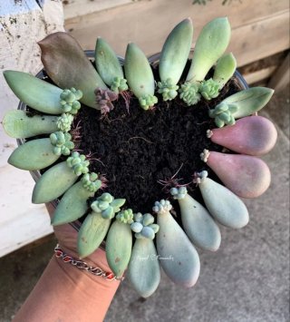 Mix talee piante grasse