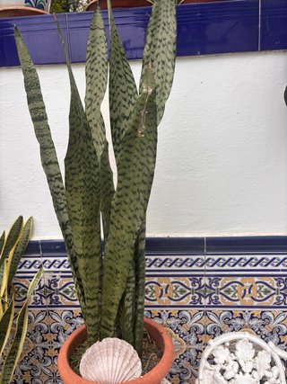 Planta Sansevieria / Lengua de Suegra