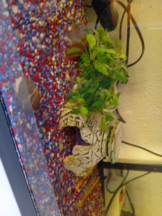 Acuario de 60 litros