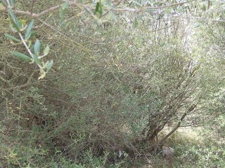 Terreno en venta en Muro en Muro