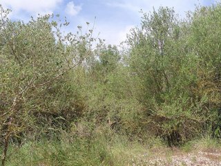 Terreno en venta en Muro en Muro
