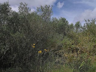 Terreno en venta en Muro en Muro