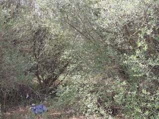 Terreno en venta en Muro en Muro