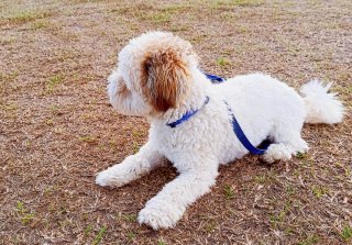Paseador de perros