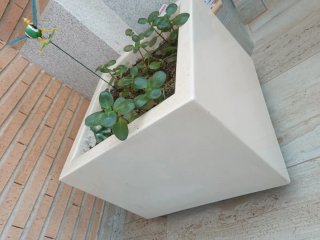 Macetero Blanco Grande resina con Árbol de Jade