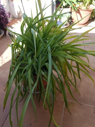 Planta de cintas