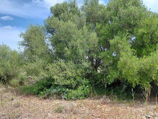 Terreno en venta en Llubí