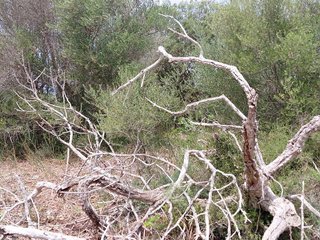 Terreno en venta en Llubí