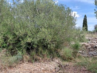 Terreno en venta en Llubí