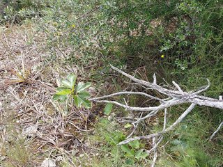 Terreno en venta en Llubí