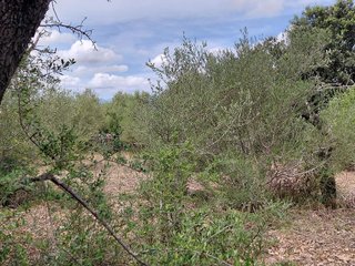 Terreno en venta en Llubí