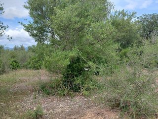 Terreno en venta en Llubí