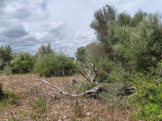 Terreno en venta en Llubí