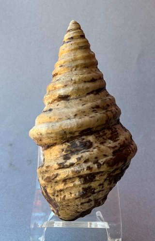 Gasterópodo Fosil.Glauconia pizcuetana. Aptiense.