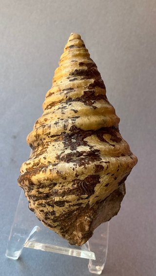 Gasterópodo Fosil.Glauconia pizcuetana. Aptiense.