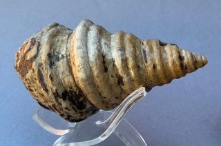 Gasterópodo Fosil.Glauconia pizcuetana. Aptiense.