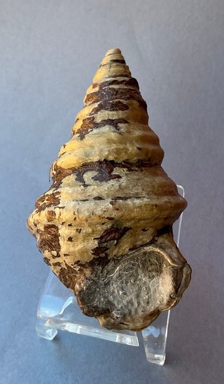 Gasterópodo Fosil.Glauconia pizcuetana. Aptiense.