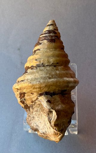 Gasterópodo Fosil.Glauconia pizcuetana. Aptiense.
