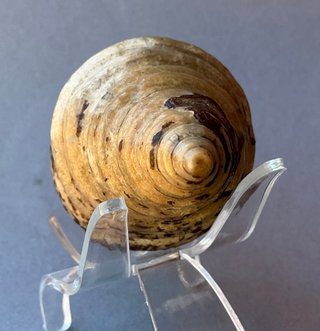 Gasterópodo Fosil.Glauconia pizcuetana. Aptiense.
