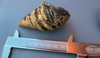 Gasterópodo Fosil.Glauconia pizcuetana. Aptiense.