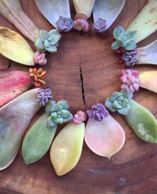 Talee Piante Grasse Succulente Miste