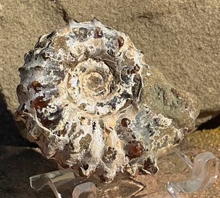 Fósil Amonite Douvilleiceras mammillatum