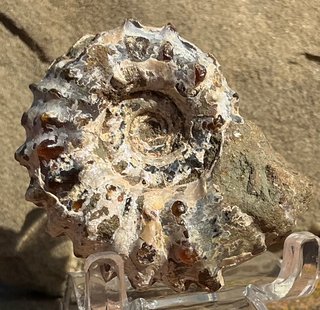 Fósil Amonite Douvilleiceras mammillatum