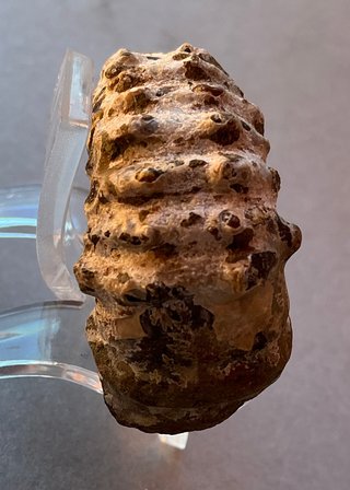 Fósil Amonite Douvilleiceras mammillatum