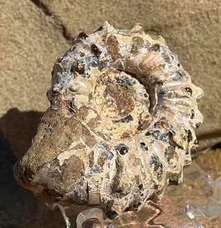 Fósil Amonite Douvilleiceras mammillatum